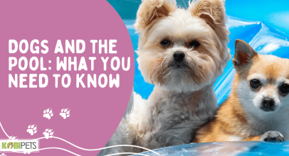 Dogs and the Pool: What You Need to Know
