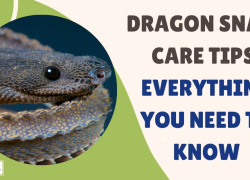 Dragon Snake Care Tips: Everything You Need To Know