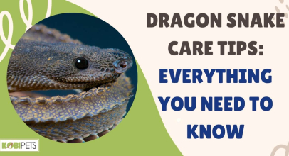 Dragon Snake Care Tips: Everything You Need To Know