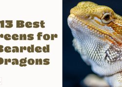 13 Best Greens for Bearded Dragons