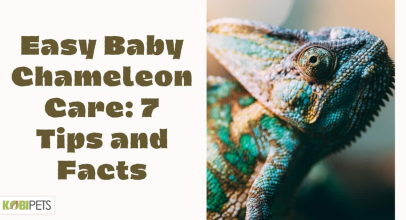 Easy Baby Chameleon Care: 7 Tips and Facts