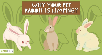 Why Your Pet Rabbit Is Limping?