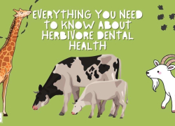 Everything You Need to Know About Herbivore Dental Health