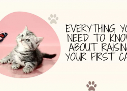 Everything You Need to Know About Raising Your First Cat