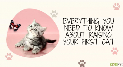 Everything You Need to Know About Raising Your First Cat
