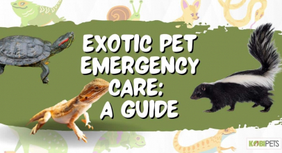 Exotic Pet Emergency Care: A Guide