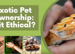 Exotic Pet Ownership: Is it Ethical?