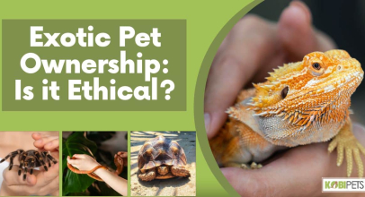 Exotic Pet Ownership: Is it Ethical?