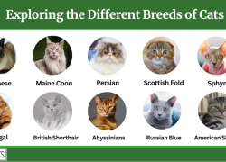 Exploring the Different Breeds of Cats: 10 Breeds To Own