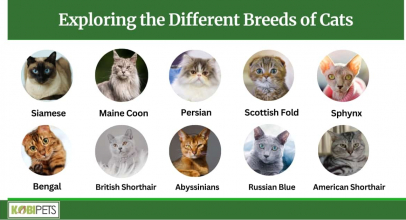 Exploring the Different Breeds of Cats: 10 Breeds To Own