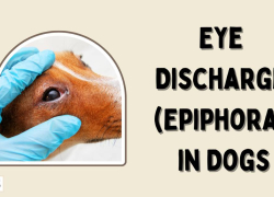 Eye Discharge (Epiphora) in Dogs