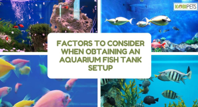Factors To Consider When Obtaining An Aquarium Fish Tank Setup