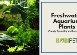 Easy to Grow Freshwater Aquarium Plants