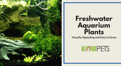 Easy to Grow Freshwater Aquarium Plants