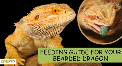 Feeding Guide for Your Bearded Dragon