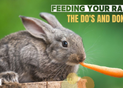 Feeding Your Rabbit: The Do’s and Don’ts