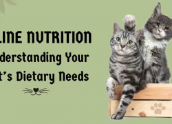 Feline Nutrition: Understanding Your Cat’s Dietary Needs