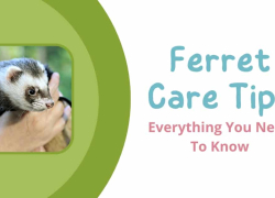Ferret Care Tips: Everything You Need To Know