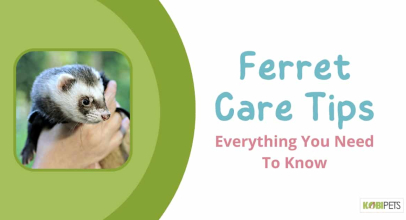 Ferret Care Tips: Everything You Need To Know