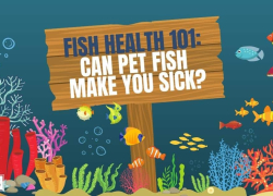 Fish Health 101: Can Pet Fish Make You Sick?