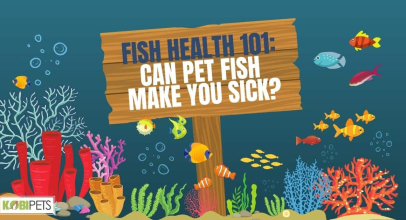 Fish Health 101: Can Pet Fish Make You Sick?