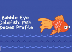 Bubble Eye Goldfish: Fish Species Profile