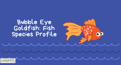 Bubble Eye Goldfish: Fish Species Profile