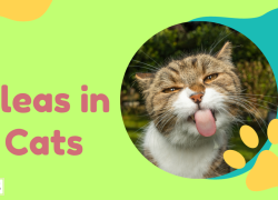 Fleas in Cats