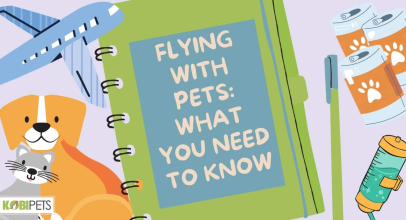 Flying with Pets: What You Need to Know