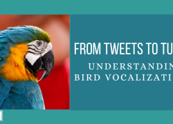 From Tweets to Tunes: Understanding Bird Vocalizations