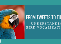From Tweets to Tunes: Understanding Bird Vocalizations
