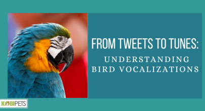 From Tweets to Tunes: Understanding Bird Vocalizations