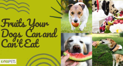 Fruits Your Dogs Can and Can’t Eat