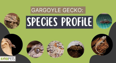 Gargoyle Gecko: Species Profile