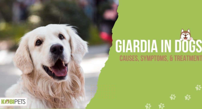 Giardia in Dogs: Causes, Symptoms, & Treatment
