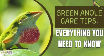 Green Anole Care Tips: Everything You Need To Know