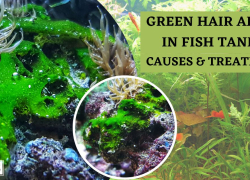Green Hair Algae In Fish Tanks: Causes & Treatment