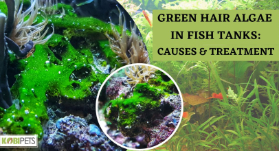Green Hair Algae In Fish Tanks: Causes & Treatment