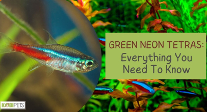 Green Neon Tetras: Everything You Need To Know