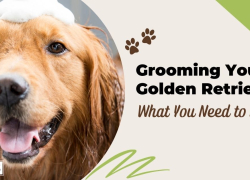 Grooming Your Golden Retriever: What You Need to Know