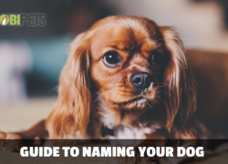 How to Name Your Dog and Not Regret It