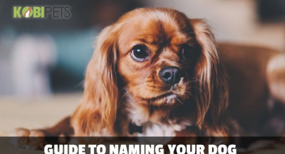 How to Name Your Dog and Not Regret It