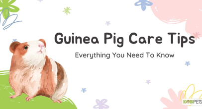 Guinea Pig Care Tips: Everything You Need To Know