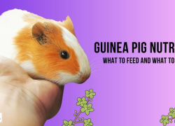 Guinea Pig Nutrition: What to Feed and What to Avoid