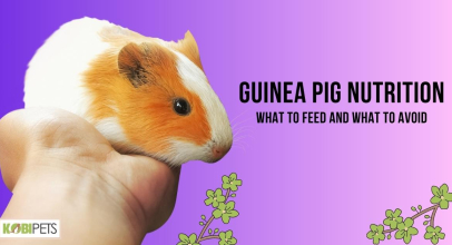 Guinea Pig Nutrition: What to Feed and What to Avoid