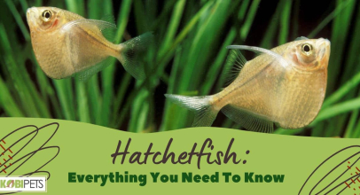 Hatchetfish: Everything You Need To Know