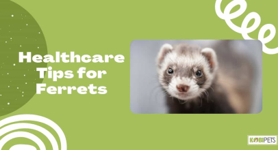 Healthcare Tips for Ferrets