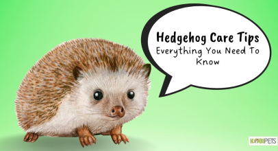 Hedgehog Care Tips: Everything You Need To Know