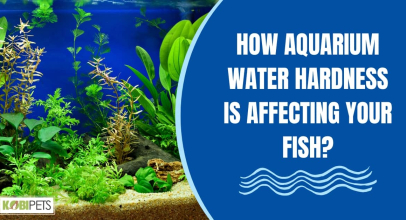 How Aquarium Water Hardness Is Affecting Your Fish?