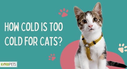 How Cold is Too Cold for Cats?